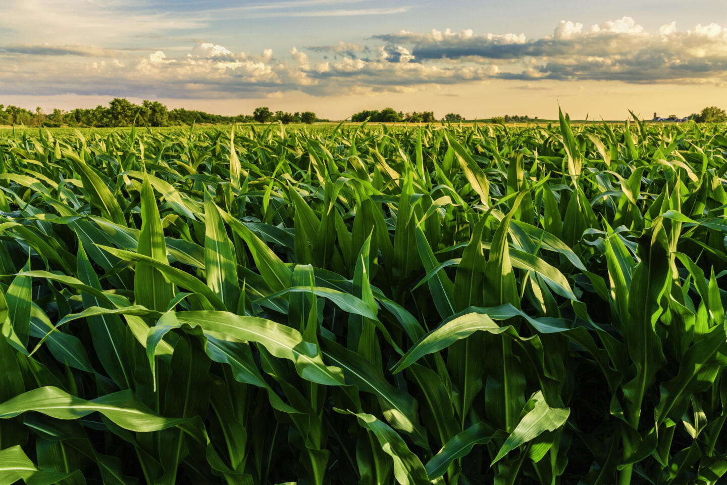 green cornfield ready for harvest, late afternoon light, sunset, Illinois