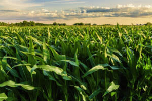 Slide Image - Agricultura